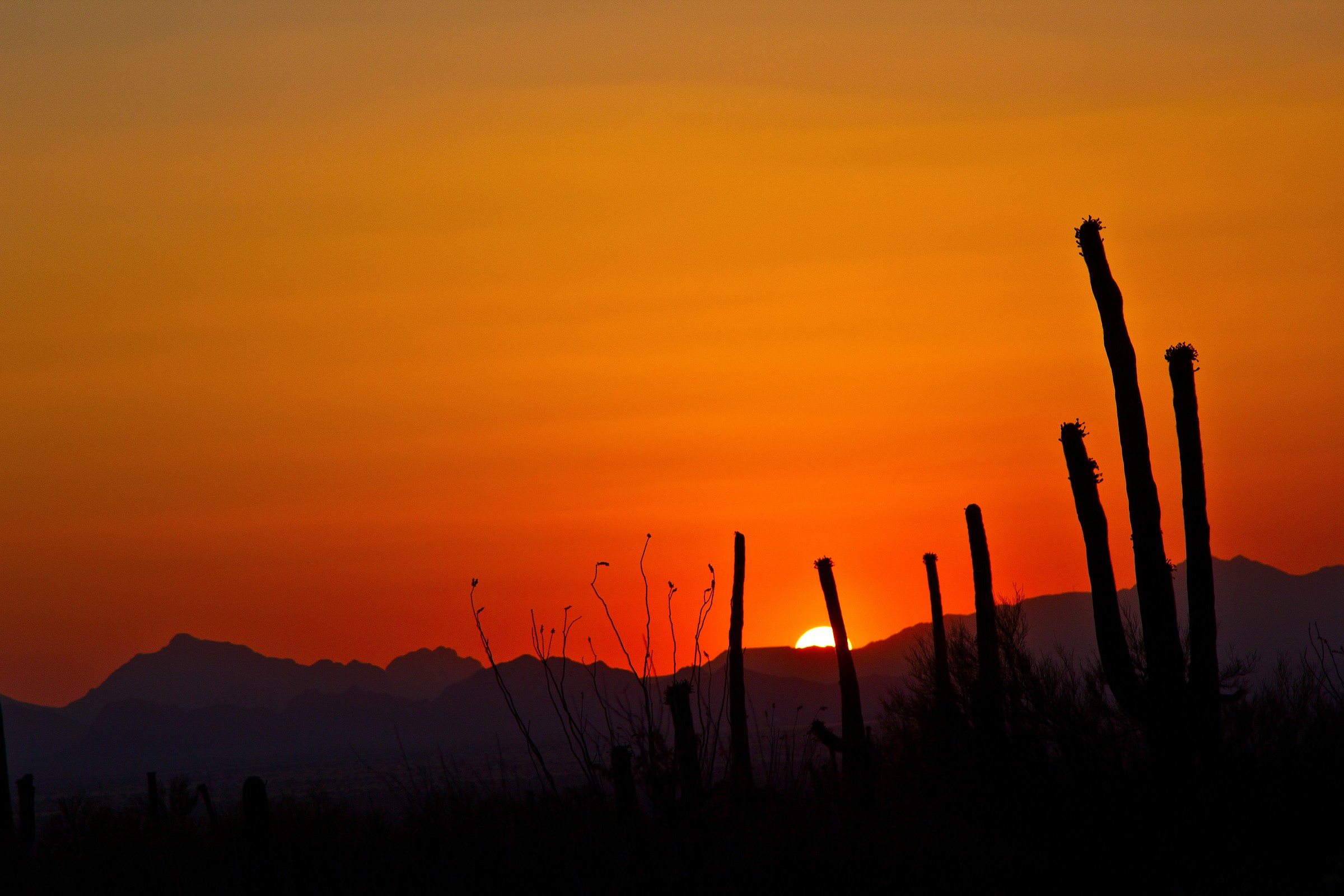 Saguaro national park
