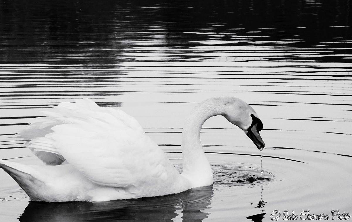 Swan