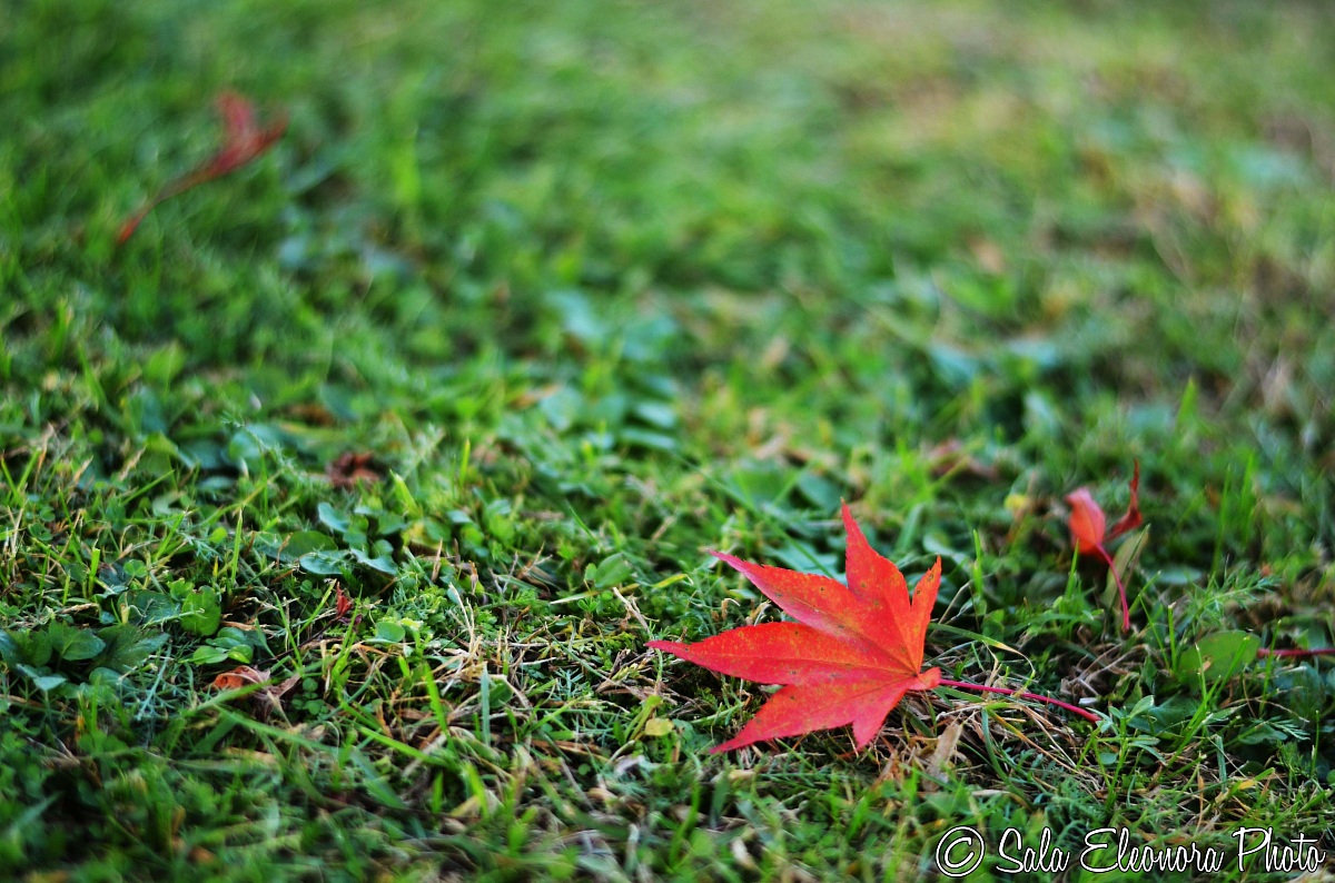 Red leaf