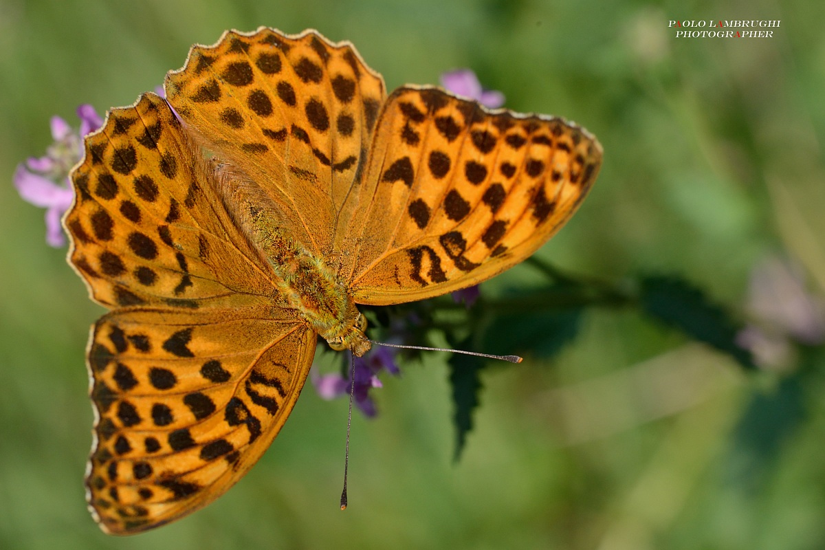 Argynnis Paphia
