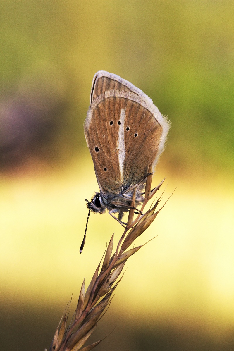 Polyommatus damon (Denis & Schiffermüller, 1775)