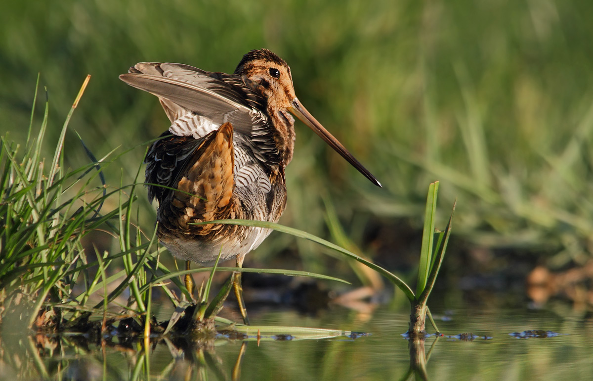 snipe
