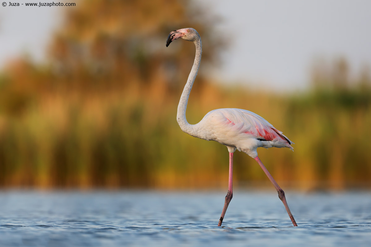Flamingo at sunset, 017,222