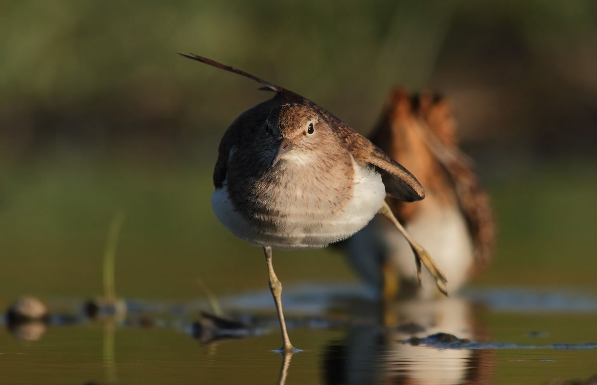 sandpiper