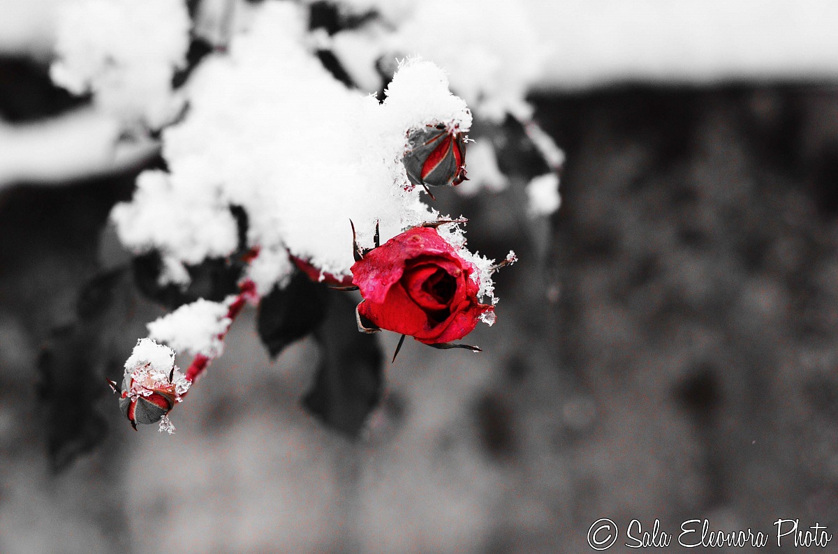Rose in the snow #1
