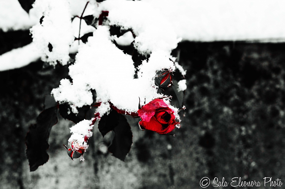 Rose in the snow #3