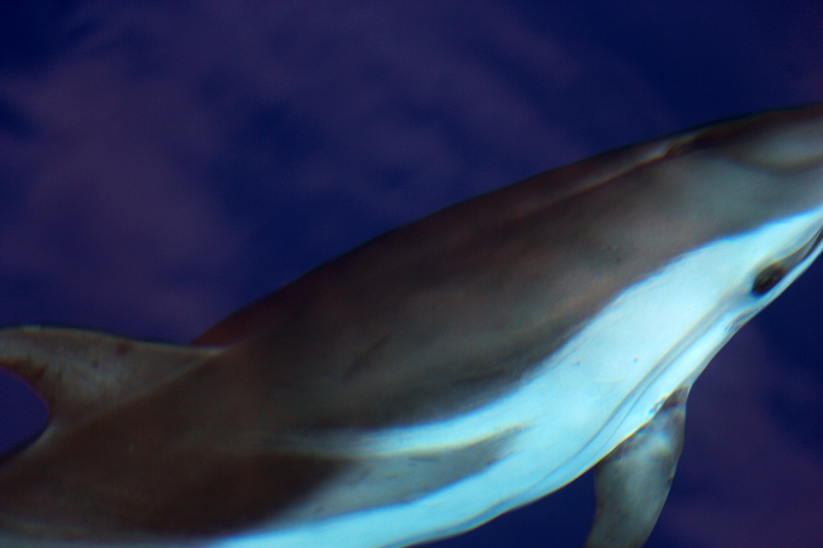 Dolphin curious