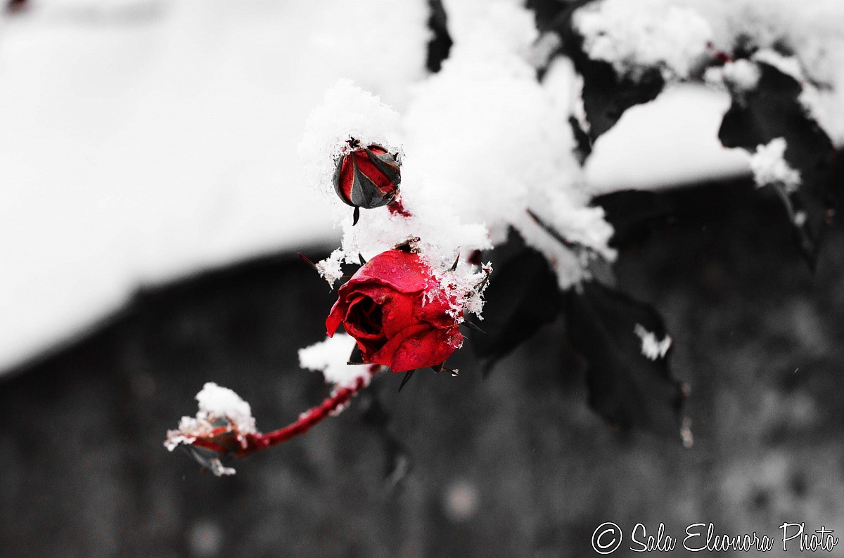 Rose in the snow # 1