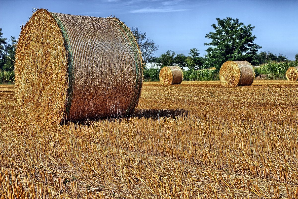 Rolls of hay in summer