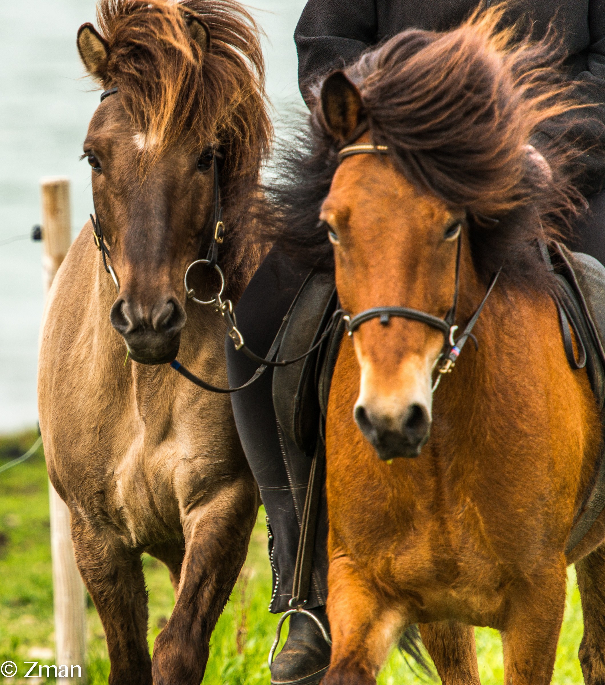 Two Icelandic Horses Galloping