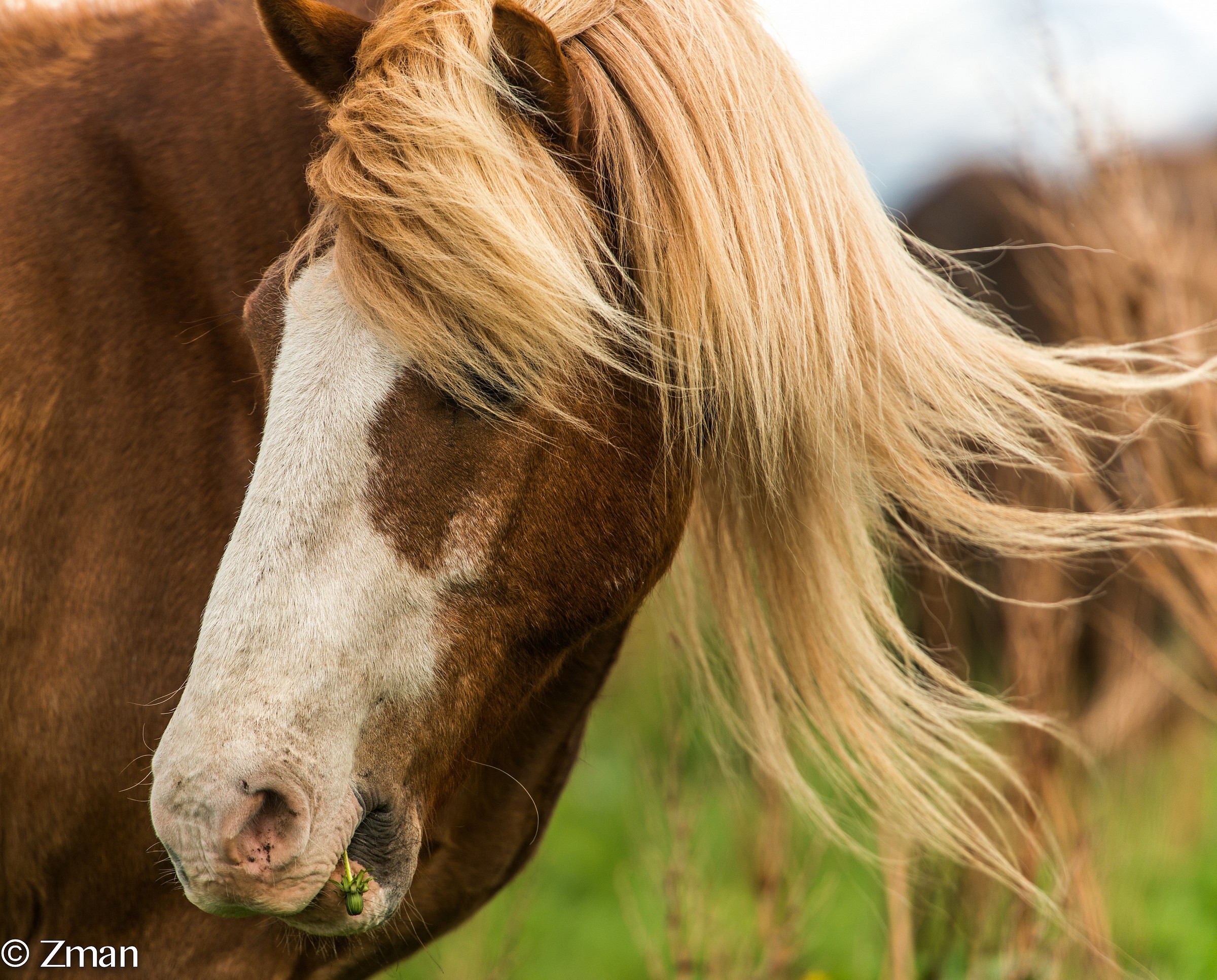Il cavallo islandese