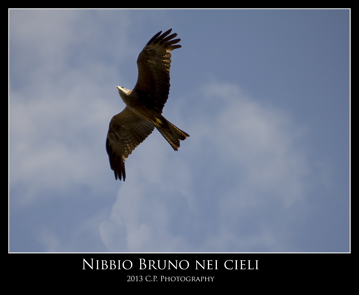Nibbio nel cielo