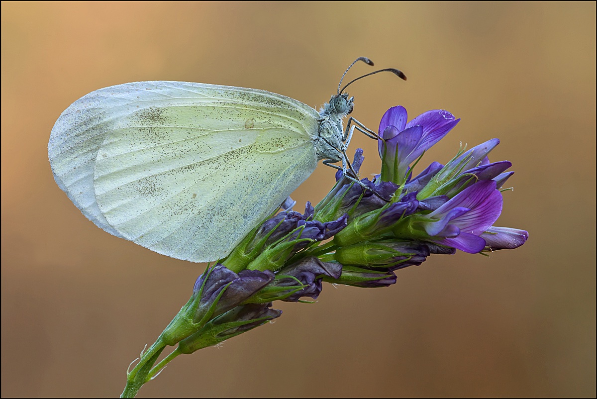 Pieris brassicaea