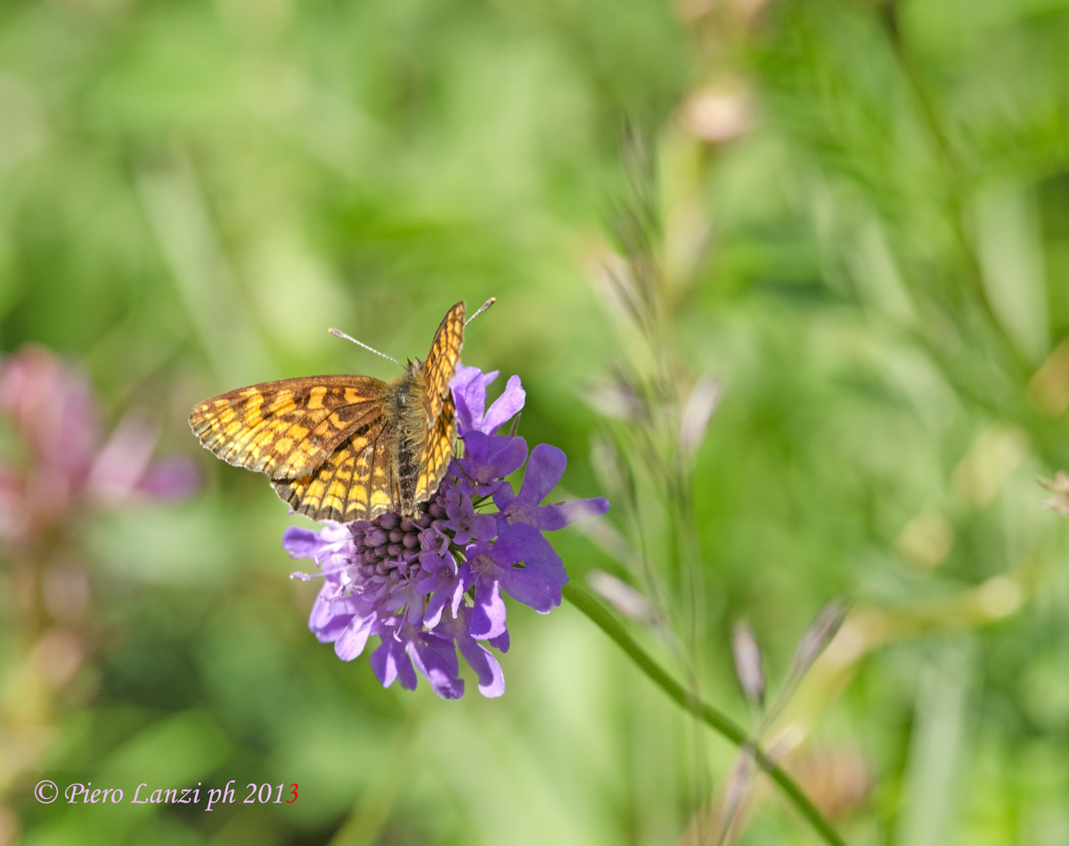 Melitaea athalia