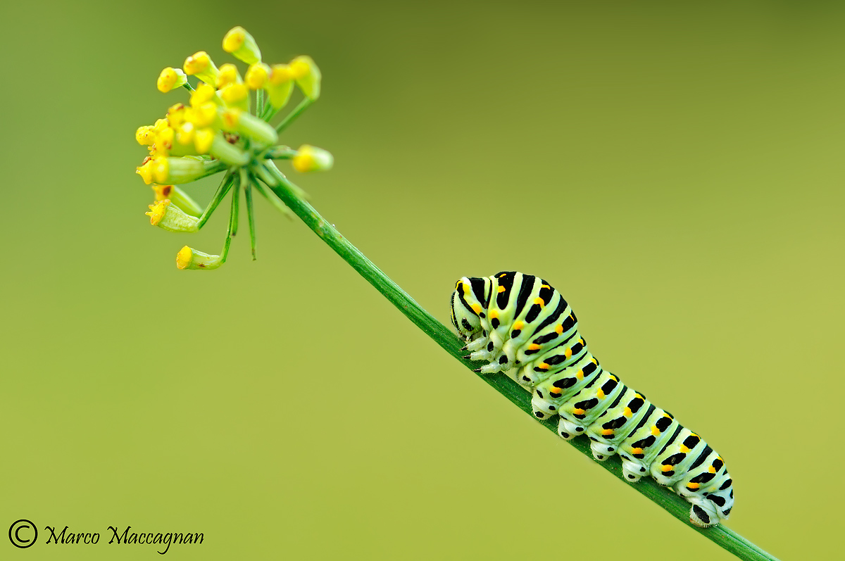 Croesuses beautiful and strong!