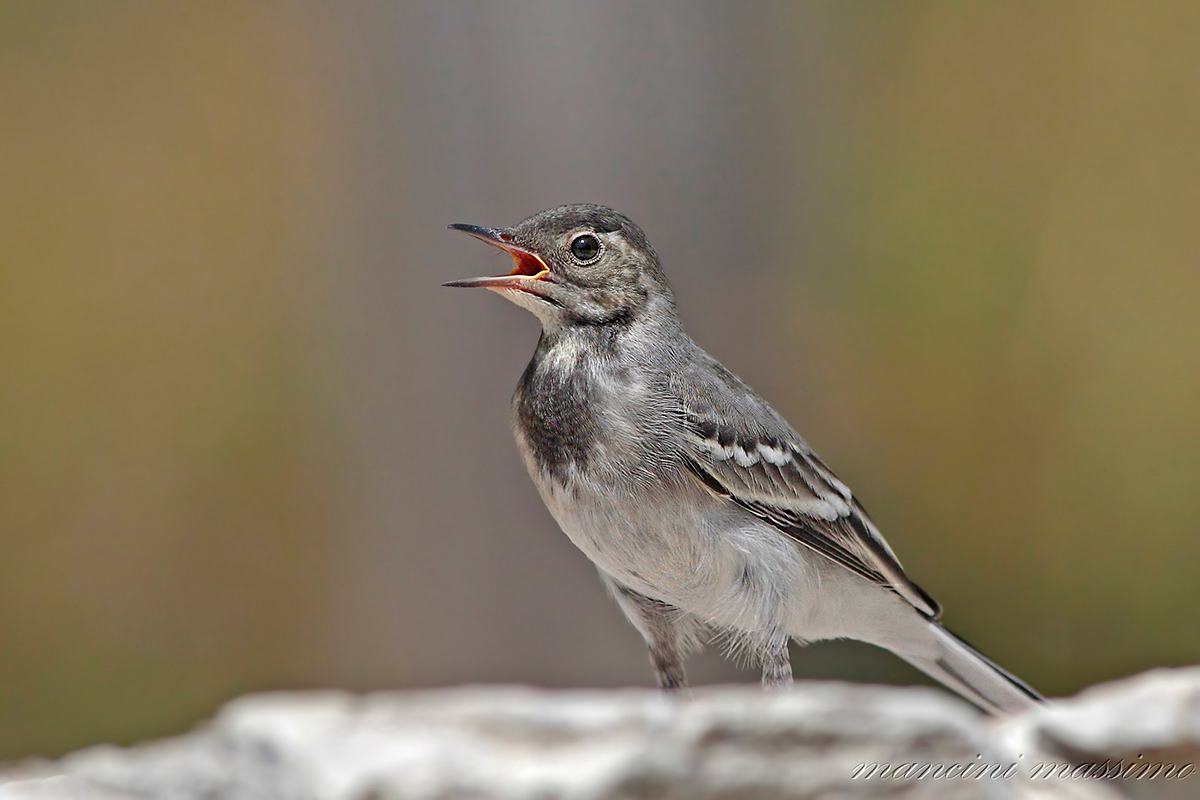Ballerina bianca (Motocilla alba)