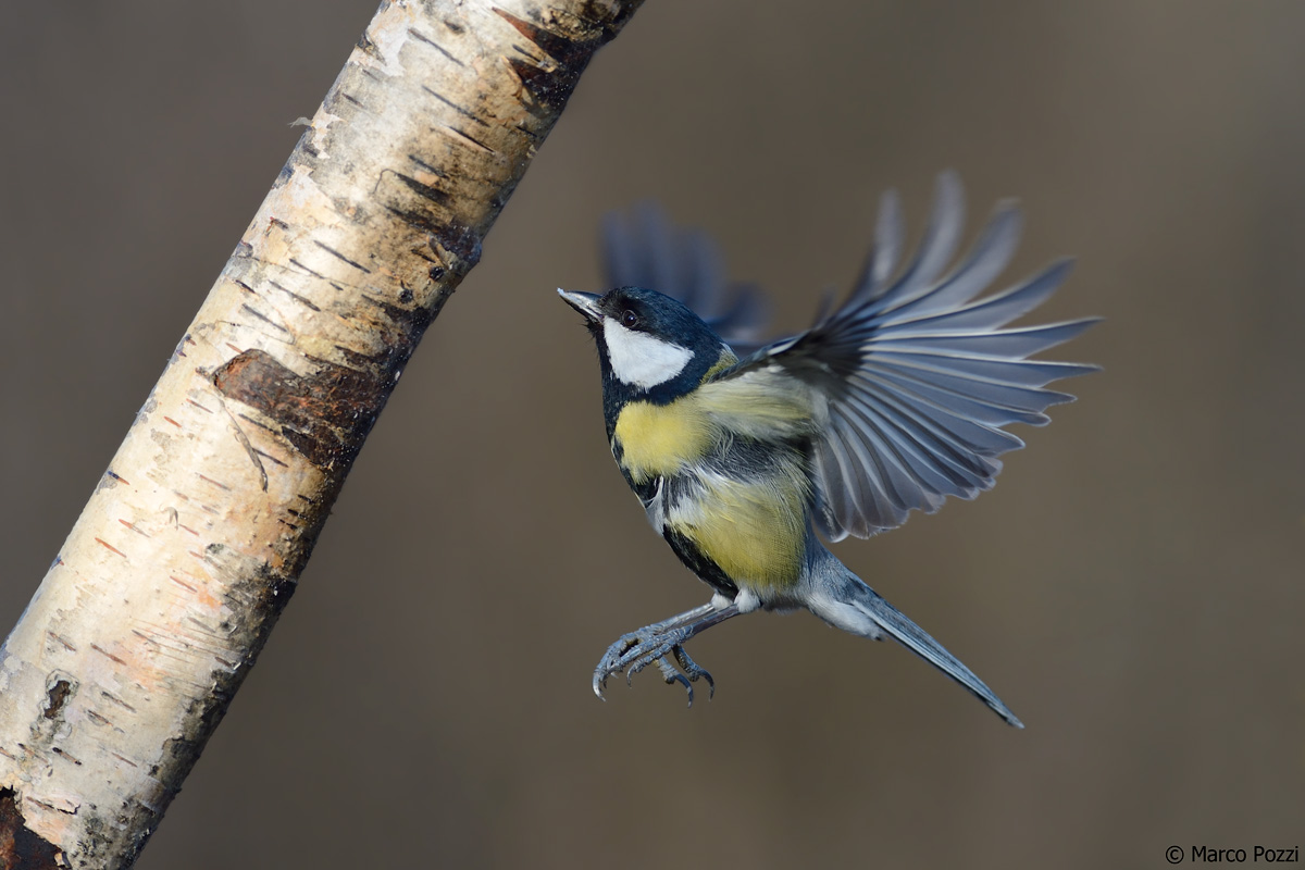 cinciallegra in volo