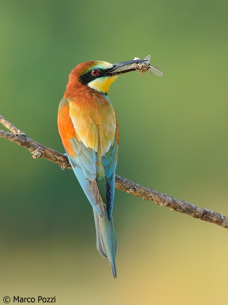 bee-eater