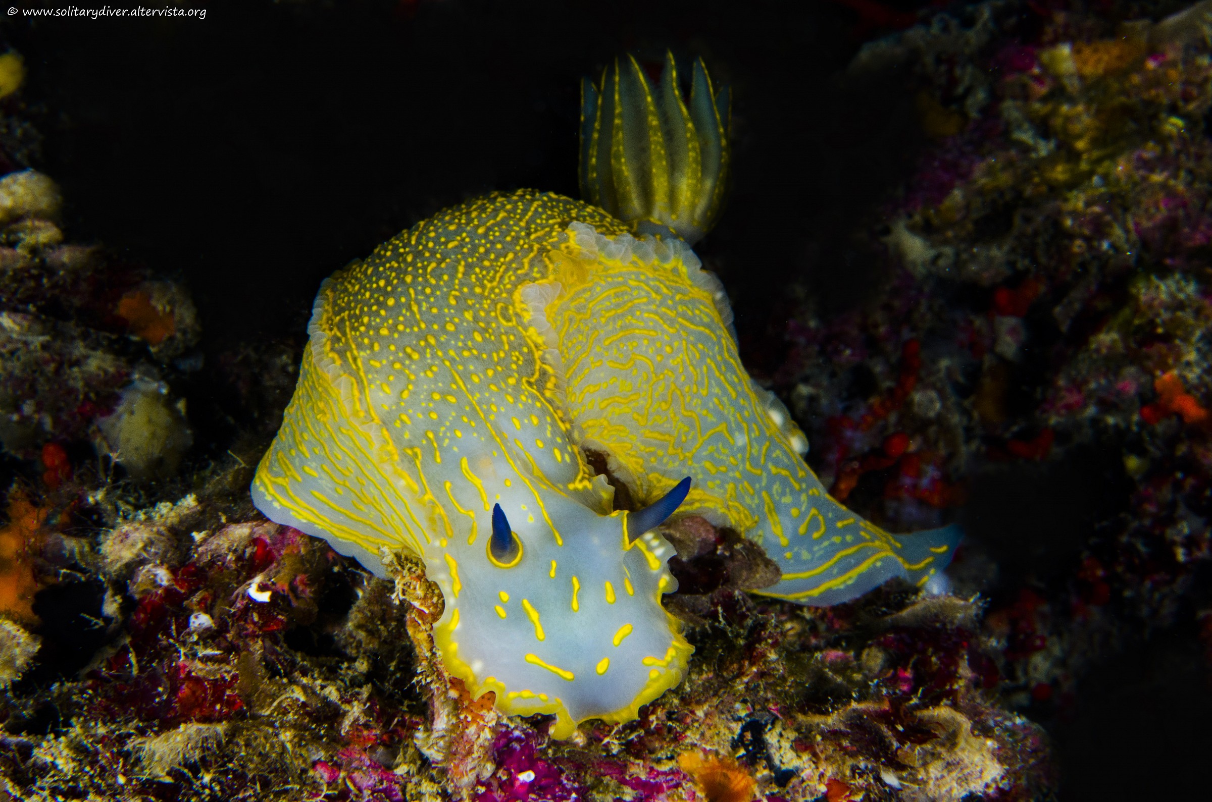 Ipselodoris picta