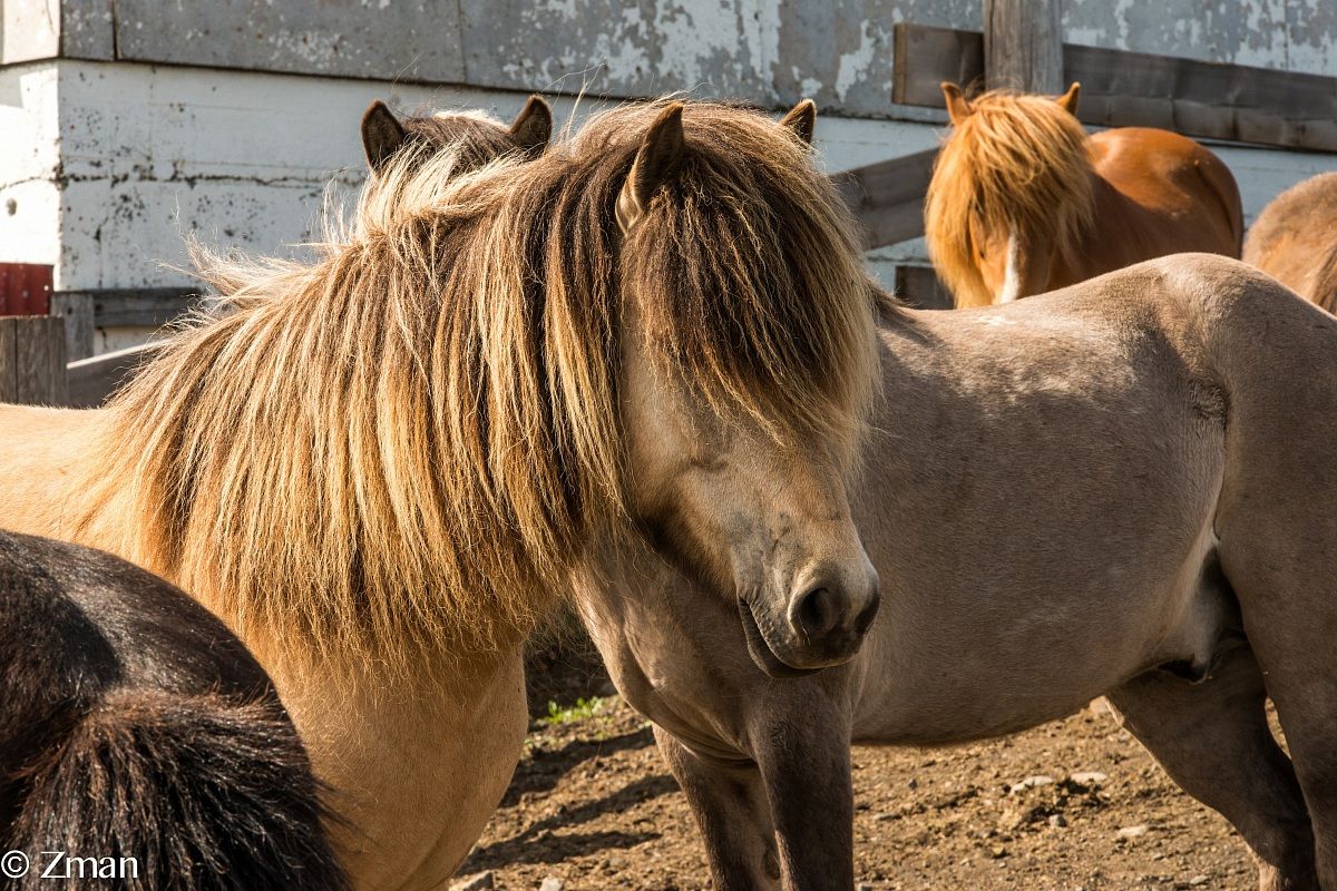 The Icelandic Horses