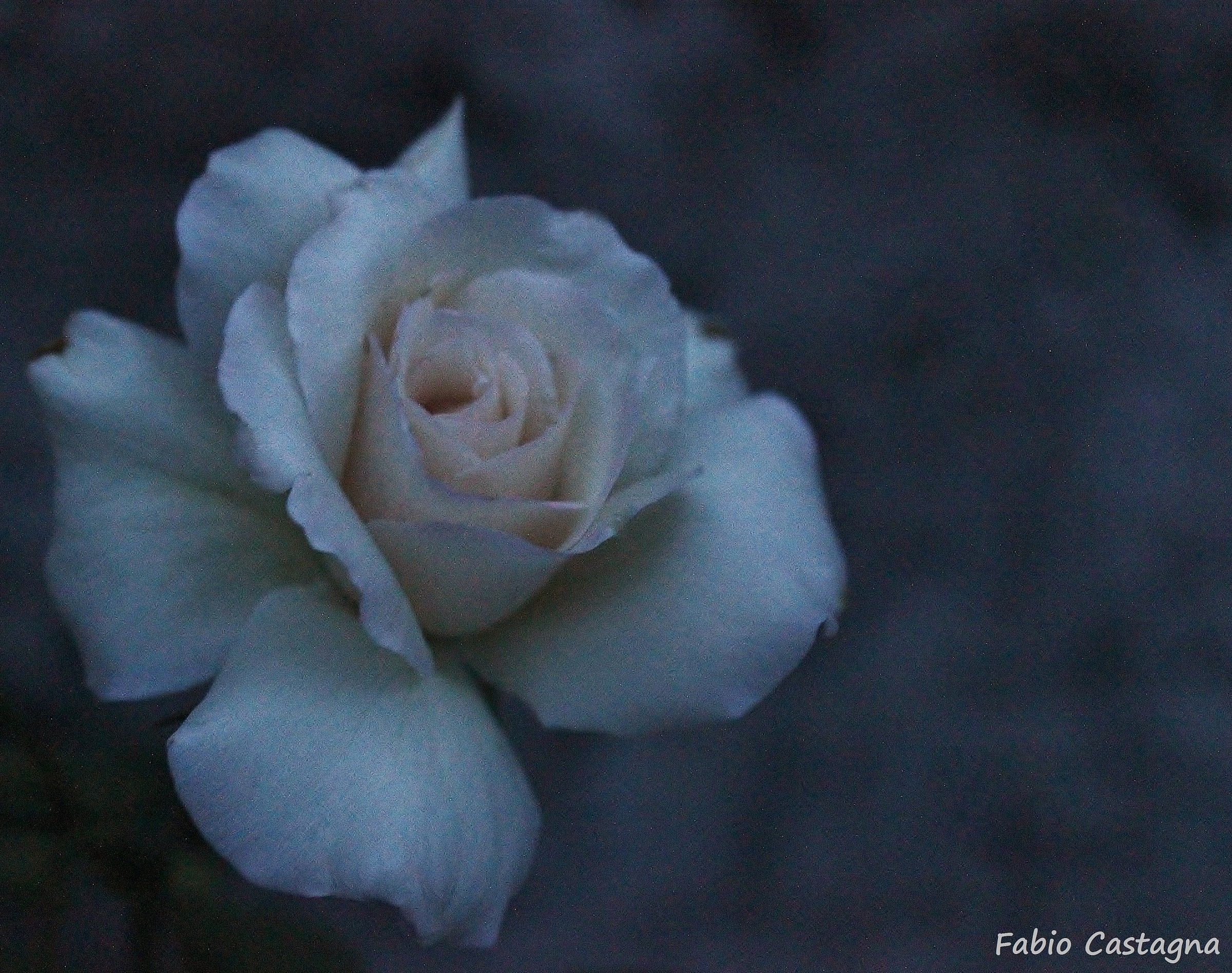 Come una rosa antica