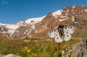 Parnassius phoebus