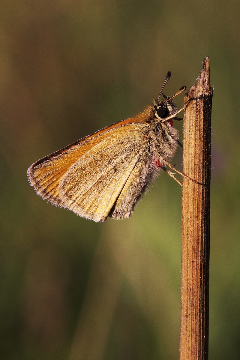 Thymelicus Parakeet (Ochsenheimer, 1808),
