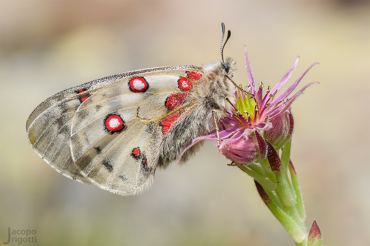 Parnassius phoebus femmina