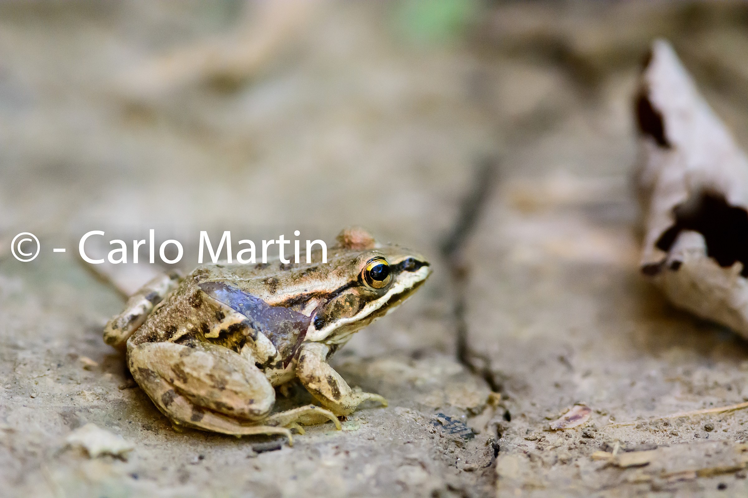 Raganella a 6400 ISO con la d7100