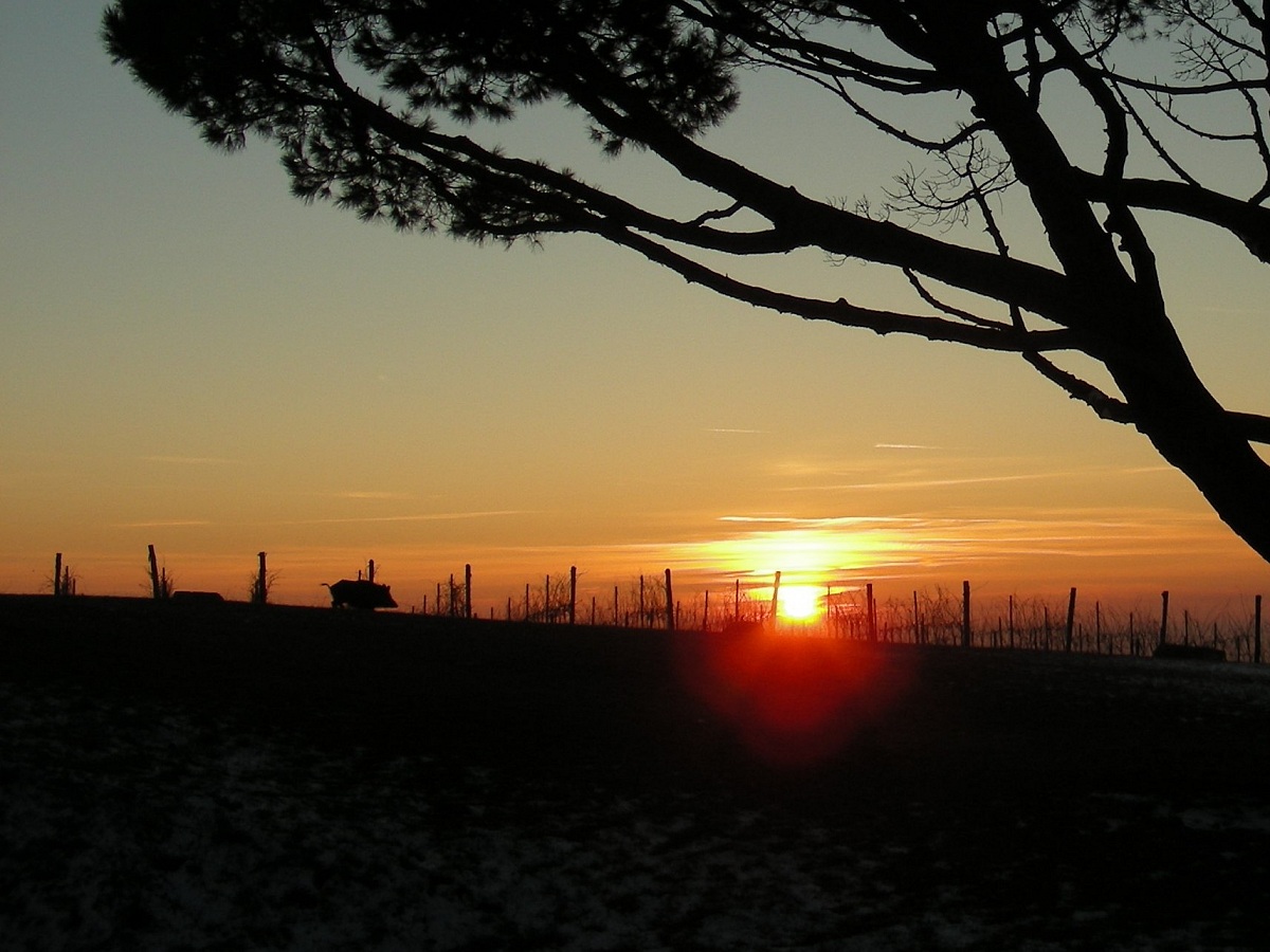 Cinghiale al tramonto