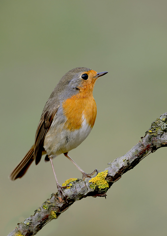 redbreast