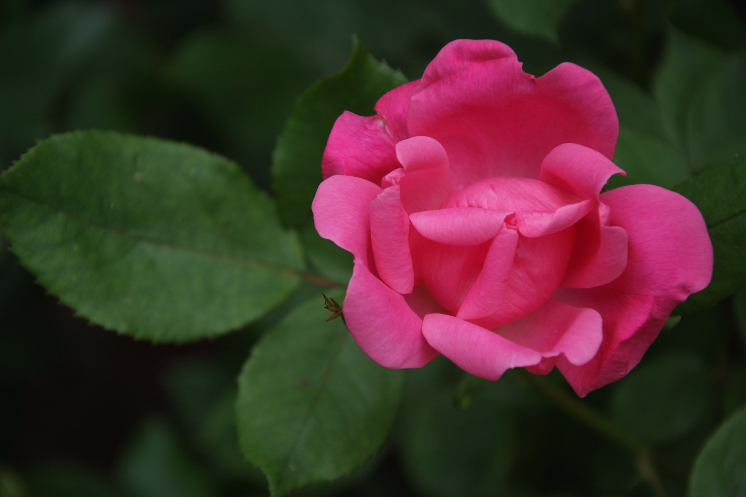 rosa