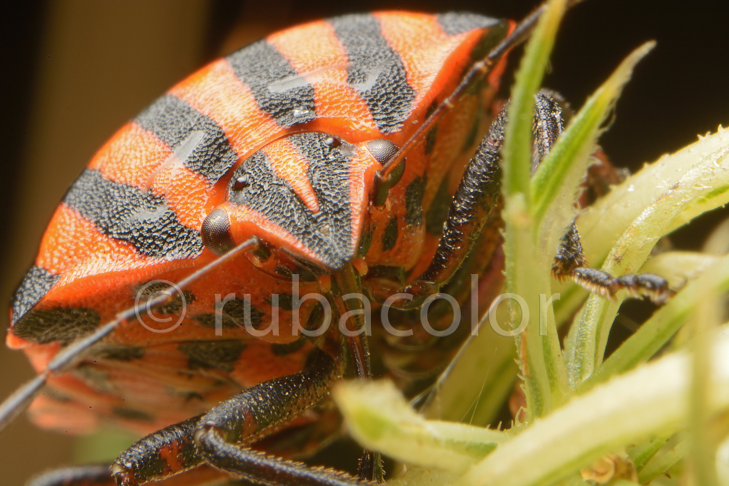 Graphosoma italicum in the foreground