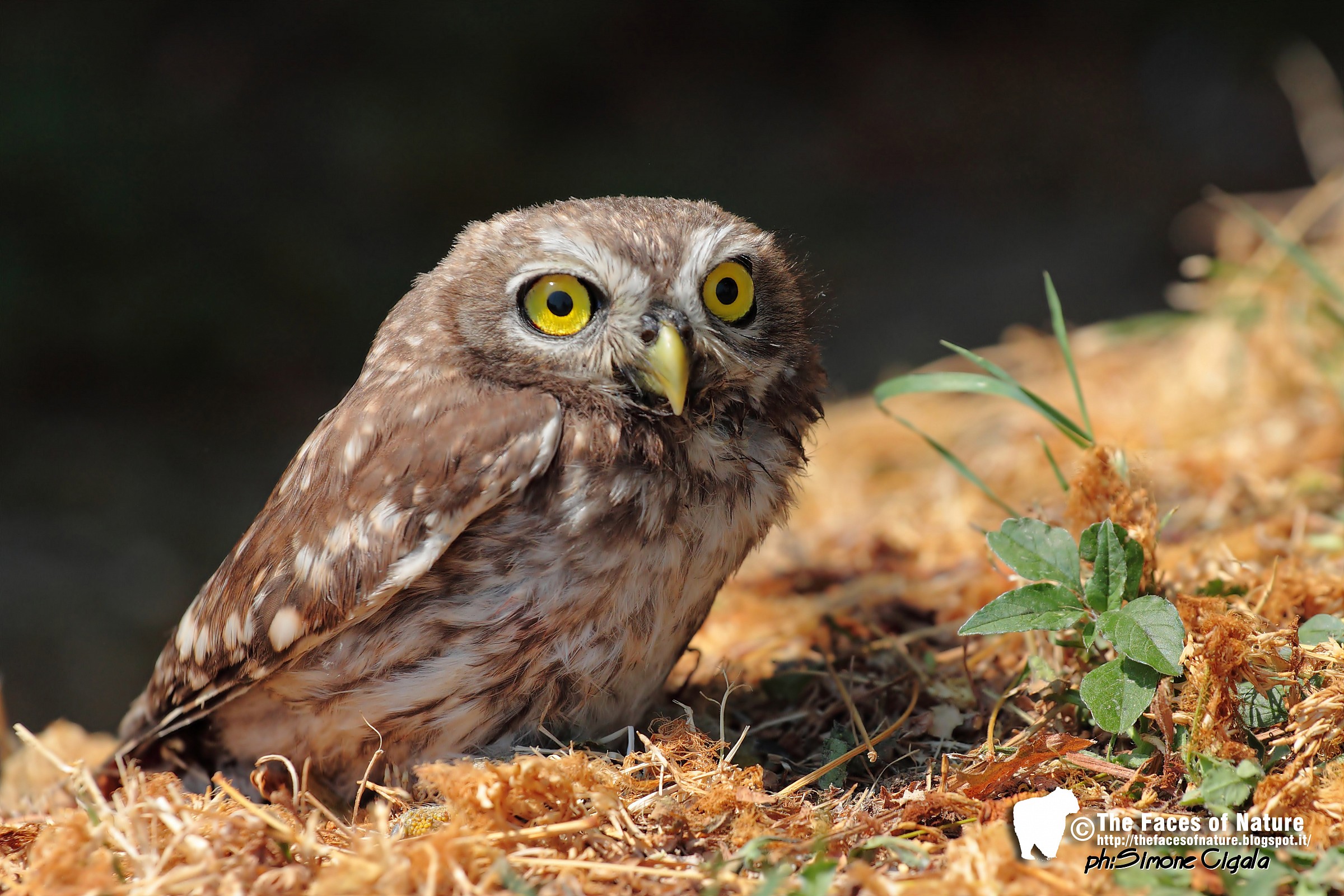 What big eyes you have