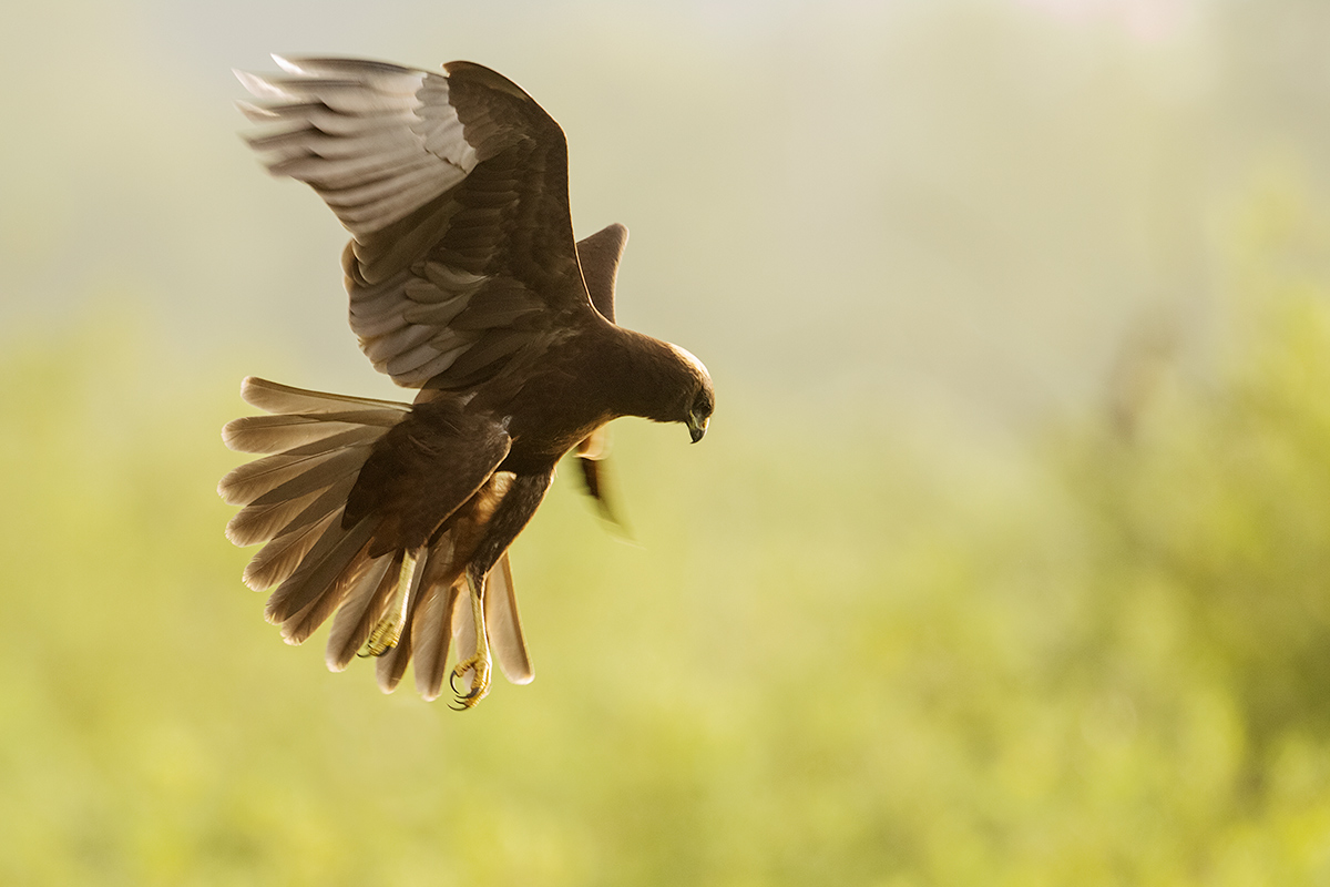 dp hawk in the holy spirit