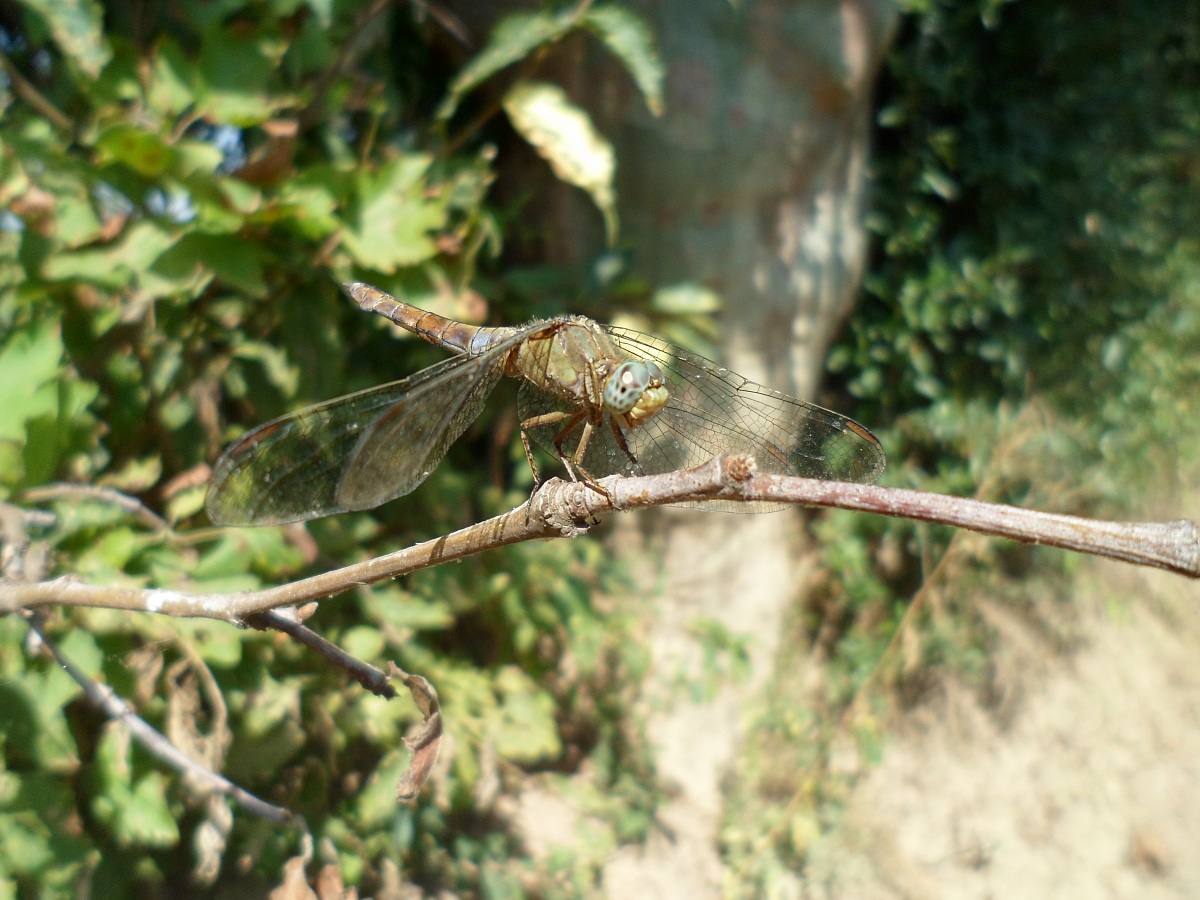 libellula