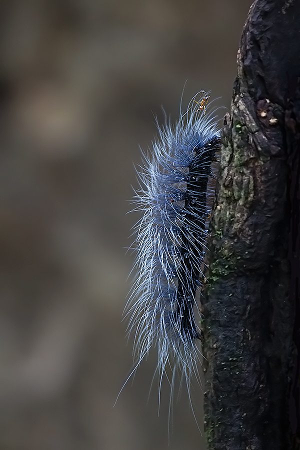 Caterpillar.