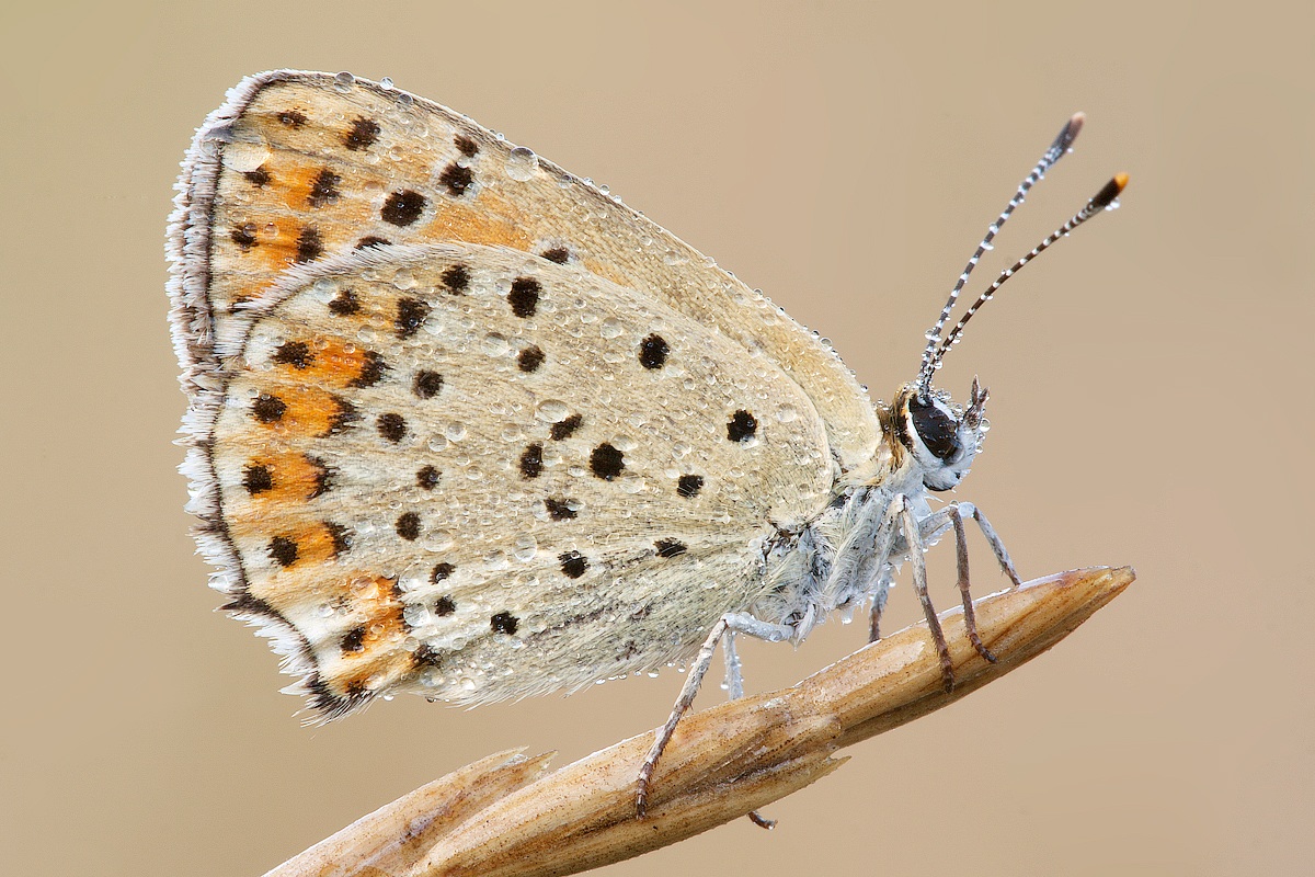 Lycaena tityrus