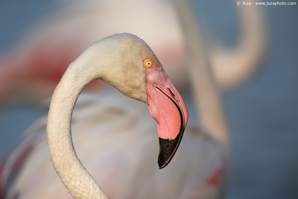 Flamingo portrait 017,215