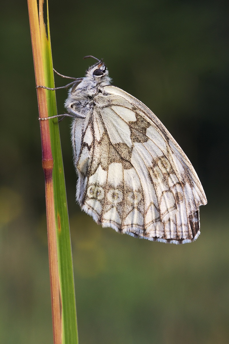 Melanargia galathea (Linnaeus, 1758)