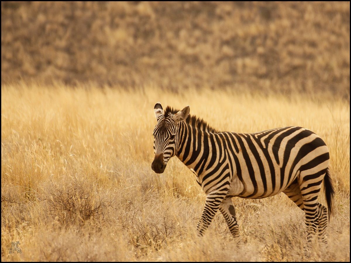 Zebra