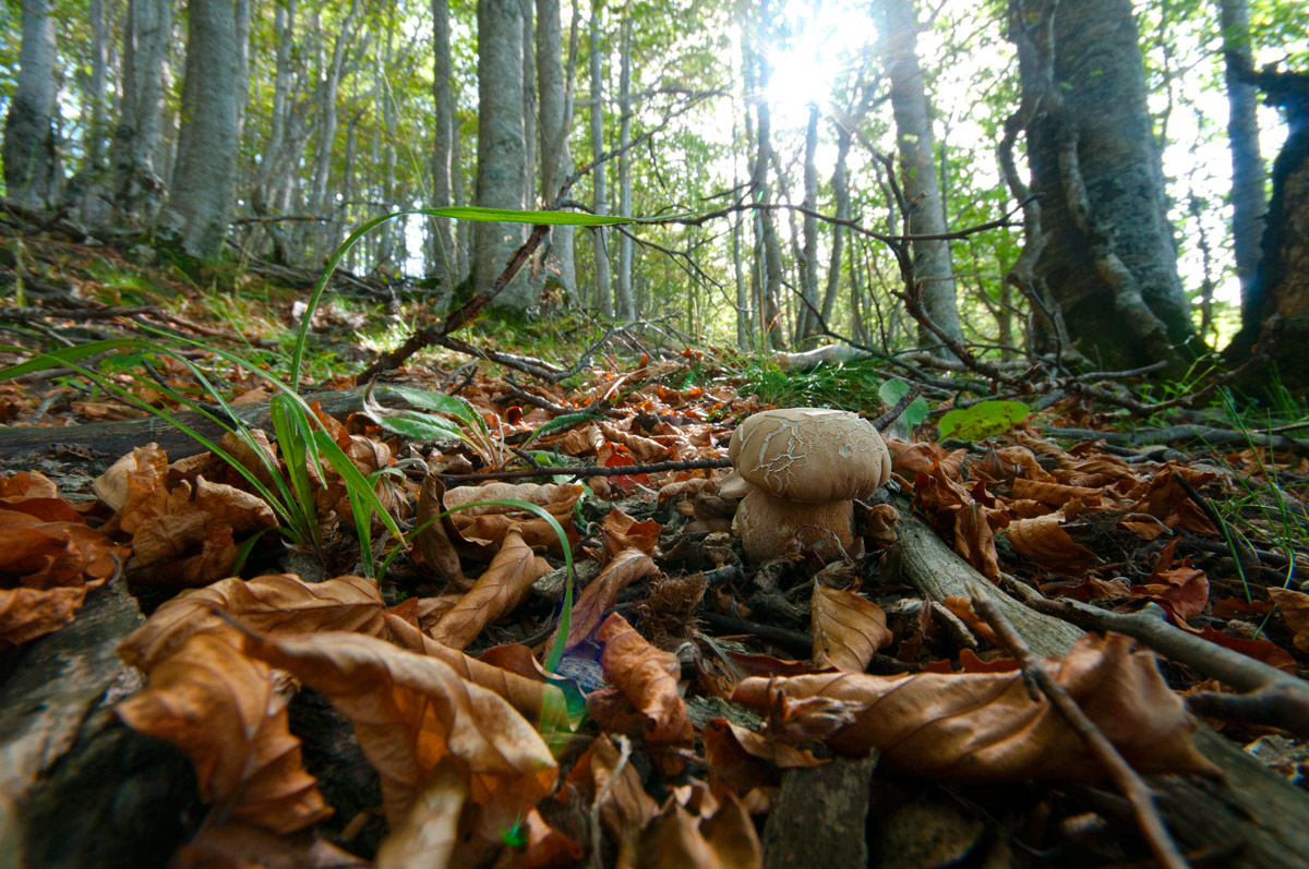 Boletus aestivalis II