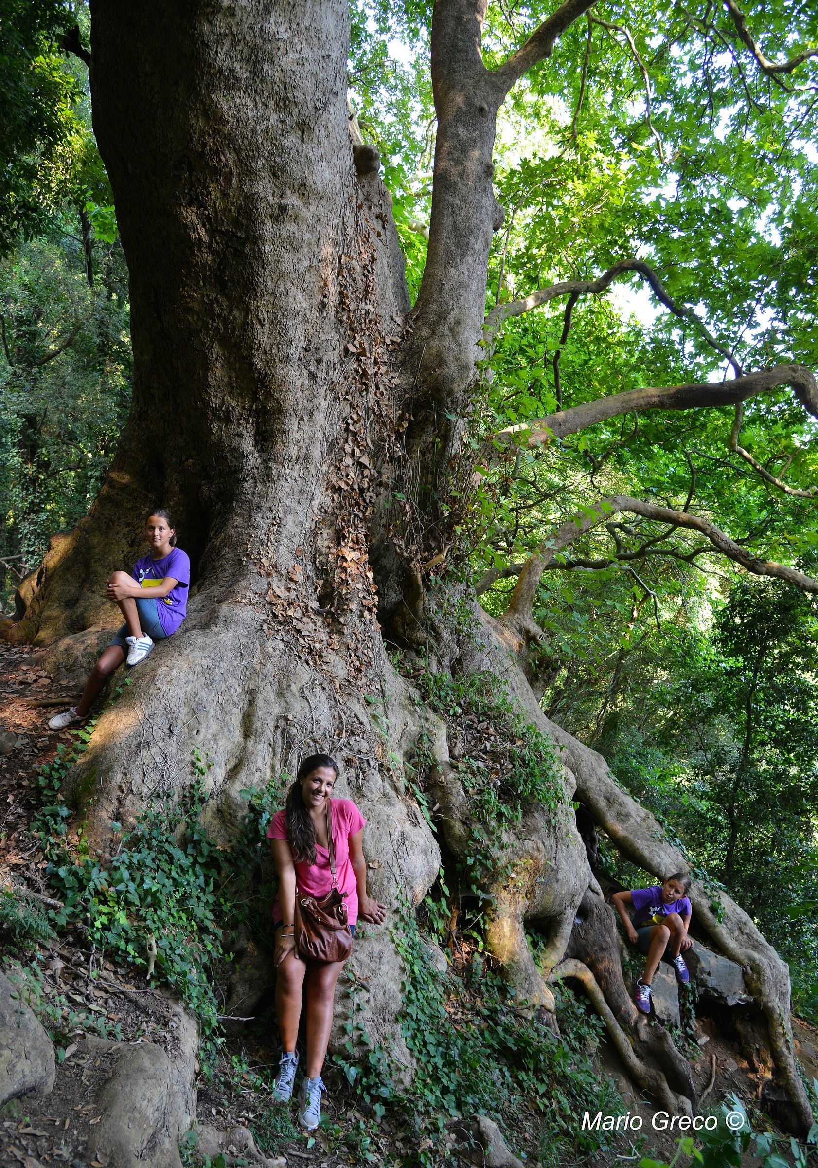 All'ombra del platano