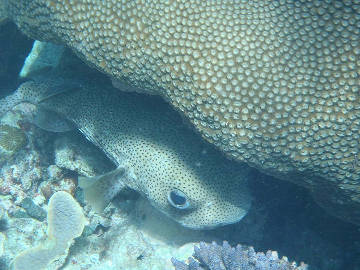 Porcupine Fish