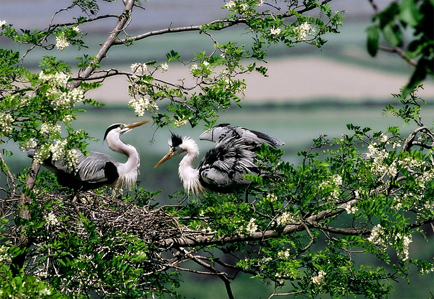 Airone Cenerino ..scambio per la cova