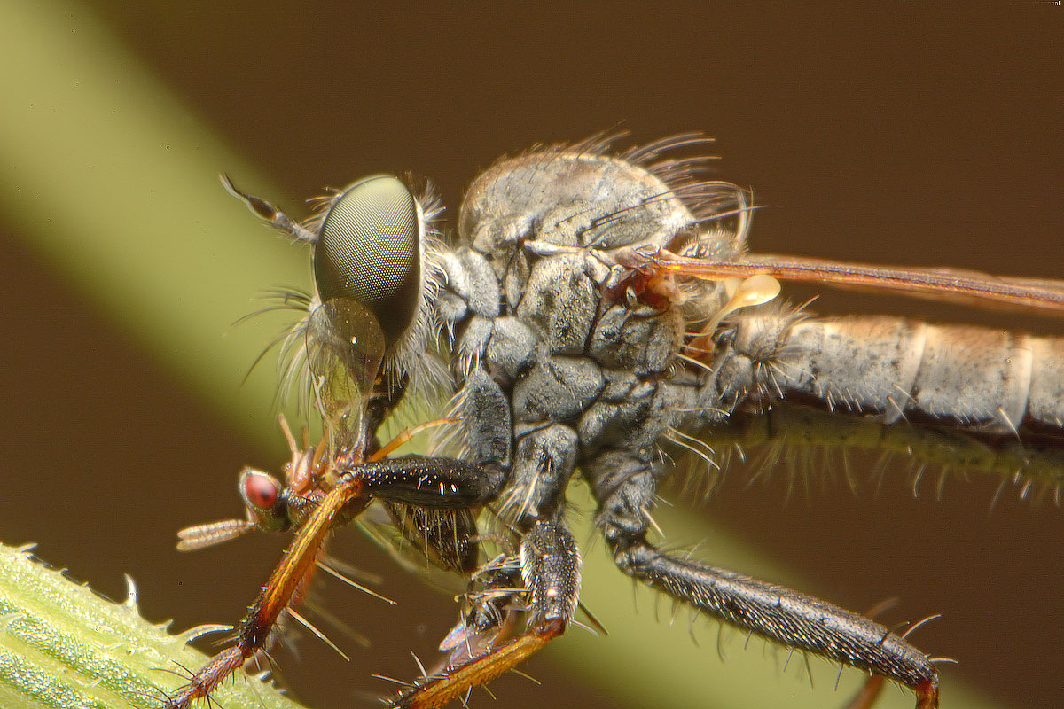 Small asilide with prey