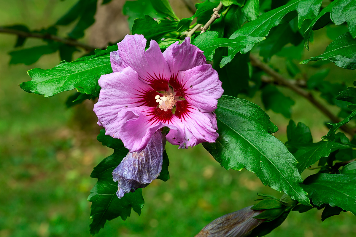 Hibiscus