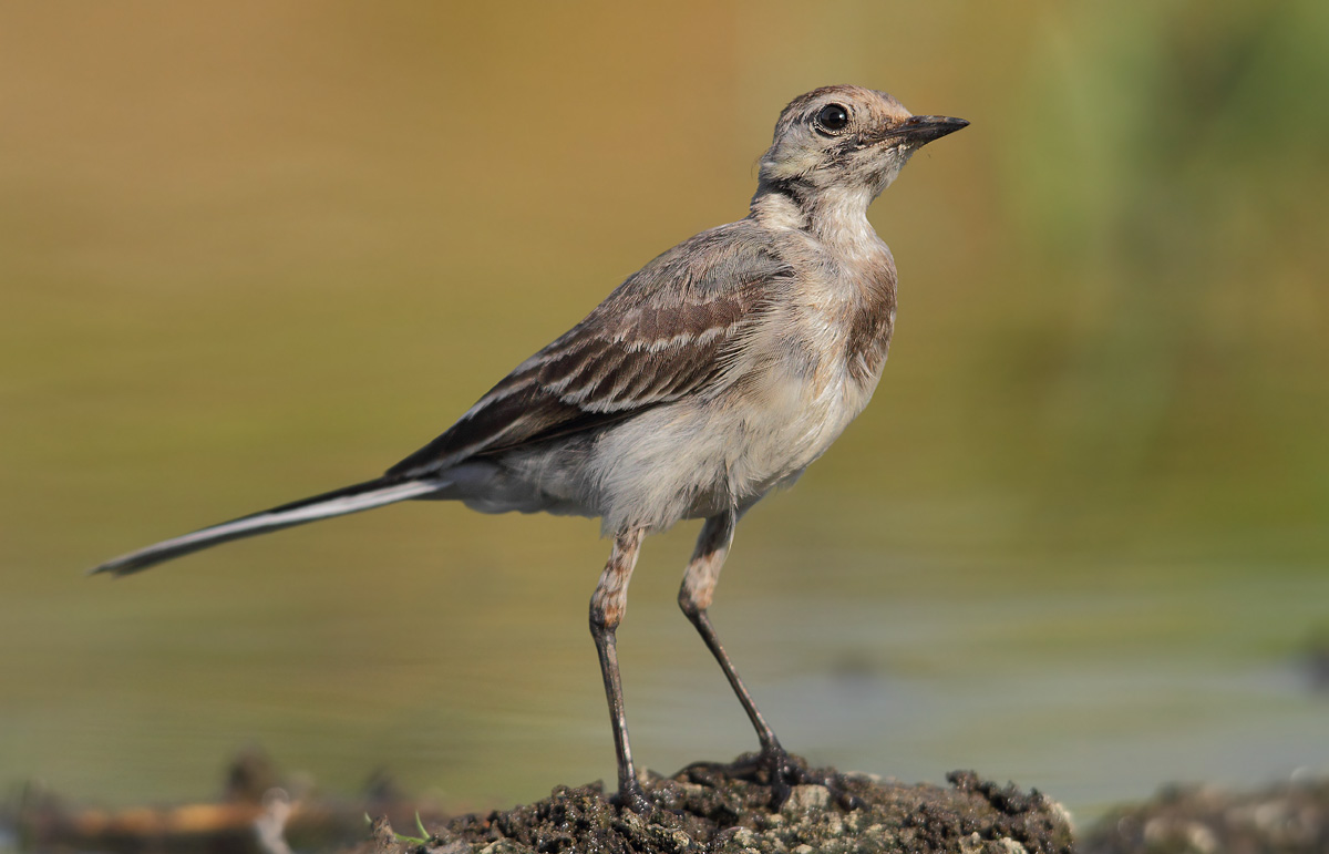 white wagtail