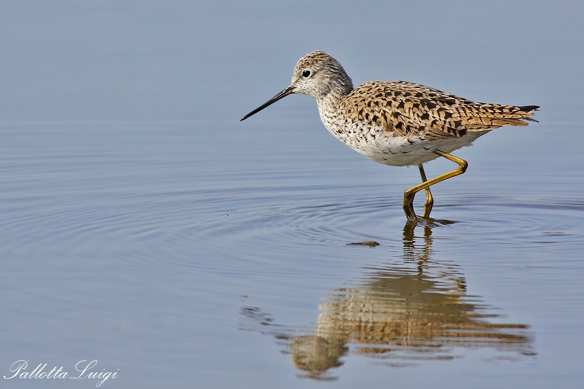 Albastrello (Tringa stagniatilis)