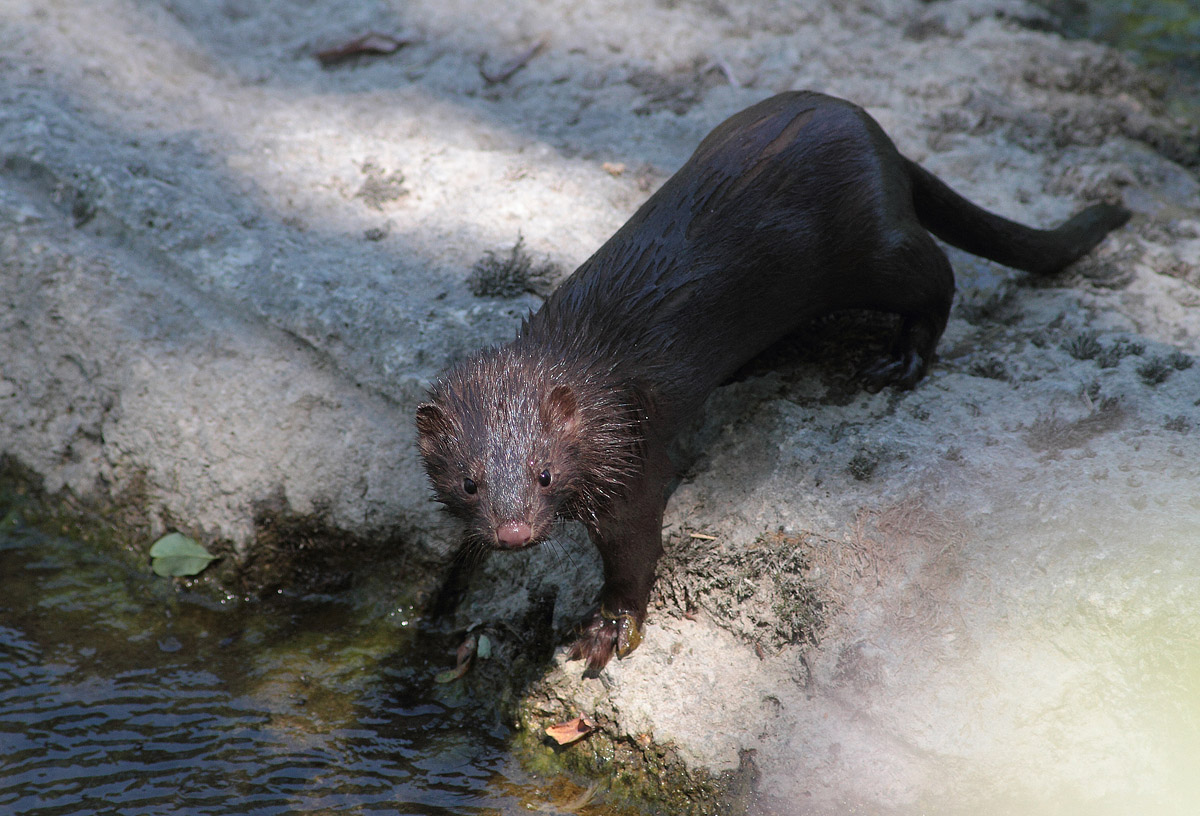 American Mink